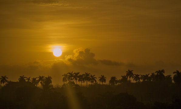 Sunrise on a royal palm forest in Cuba, seen fom Moron, Ciego de Avila.