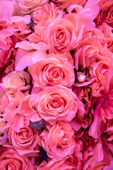Soft coral pink color Roses Background