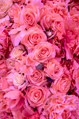 Soft coral pink color Roses Background