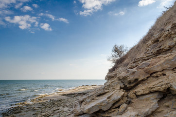 rocky seascape with tree and stones