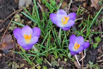 Three of Crocus sativus or saffron flower growing on the ground, Winter in Georgia USA.