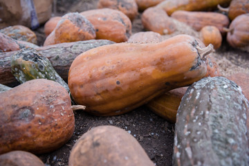 Old rotten pumpkin lying on the ground