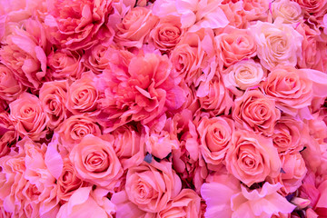 Soft coral pink color Roses Background