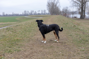 Appenzeller mountain dog standing on grass
