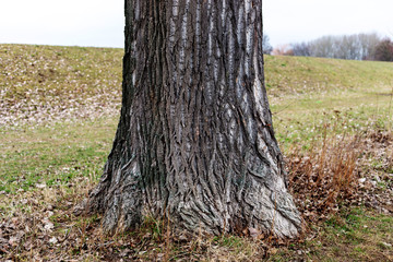 squirrel dispersing behind tree trunk