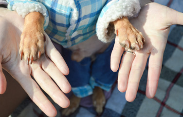 funny toy terrier in clothes