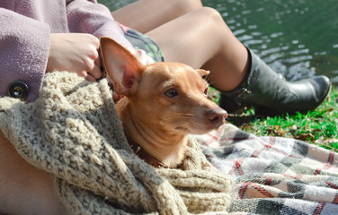 funny toy terrier in clothes