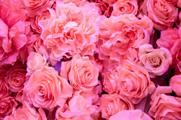 Soft coral pink color Roses Background