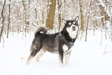 Naklejka premium Alaskan Malamute in the winter forest