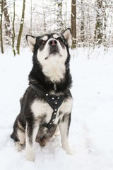 Alaskan Malamute in the winter forest