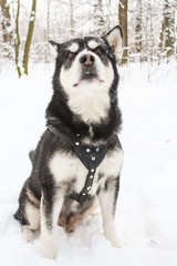 Alaskan Malamute in the winter forest