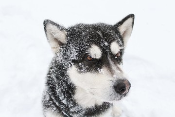Alaskan Malamute in the winter forest