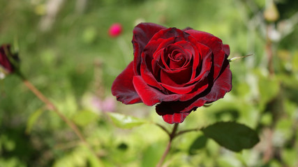 Dark maroon rose, matte, with a black sheen is beautiful and delicate against a background of blurred green.