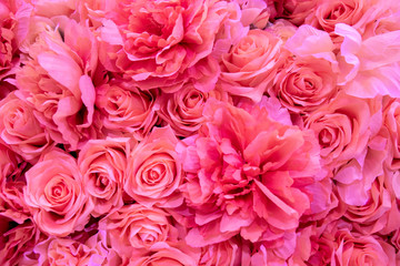 Soft coral pink color Roses Background