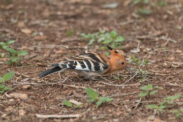 African Hoopoe, Hlane national park, Swaziland
