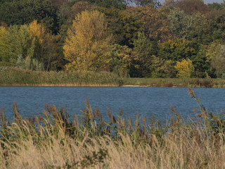 Pond in autumn