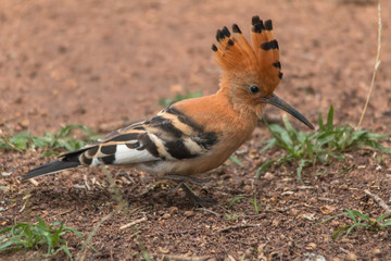 African Hoopoe, Hlane national park, Swaziland