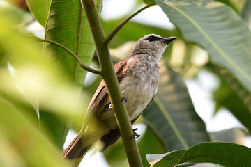 sparrow on a branch