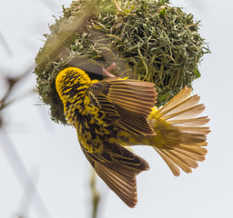Village Weaver, Hlane national park, Swaziland