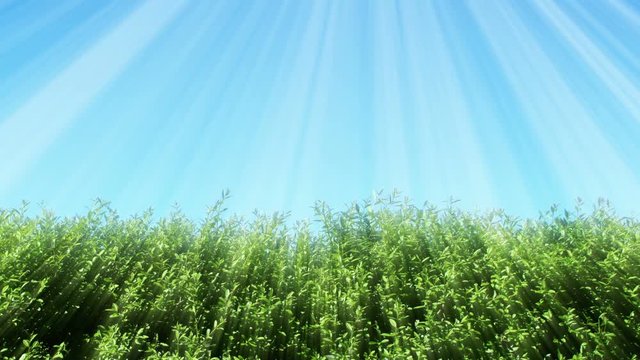 Green Hedge And Blue Sky