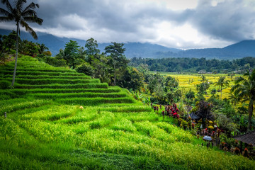 Fototapeta na wymiar Jatiluwih paddy field rice terraces, Bali, Indonesia