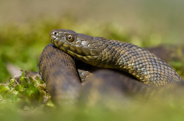 Dice snake Natrix tessellata in Czech Republic