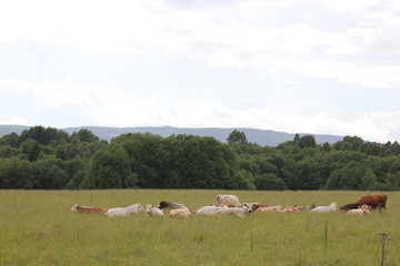 Obraz premium Cows lying in the grass