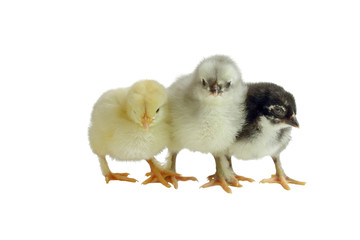 Three color variants of the French Copper Maran chickens / chicks cuddling together and isolated over a white background. Splash, Blue and Black