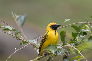 Village Weaver, Hlane national park, Swaziland