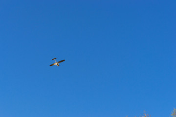 Light passenger plane lands at a private airport, Kronshtadt, St. Petersburg, Russia. Professional flights on airplanes. Industrial and civil air transportation by aircraft