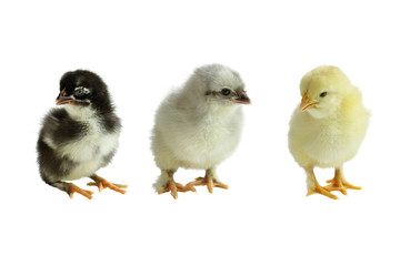 Three color variants of the French Copper Maran chickens / chicks isolated over a white background. Black, Blue and Splash.