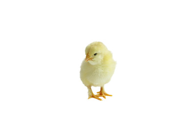 Cute little yellow French Splash Copper Maran chicken / chick isolated over a white background.