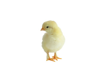 Cute little yellow French Splash Copper Maran chicken / chick isolated over a white background.