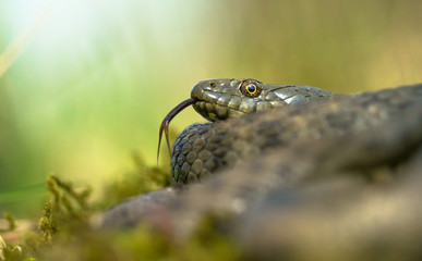 Dice snake Natrix tessellata in Czech Republic