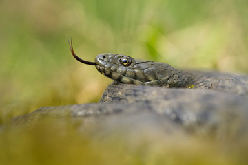 Dice snake Natrix tessellata in Czech Republic