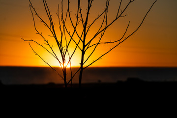 Obraz premium Sunset with reds, yellows, tree against light, in Patagonia, Argentina.