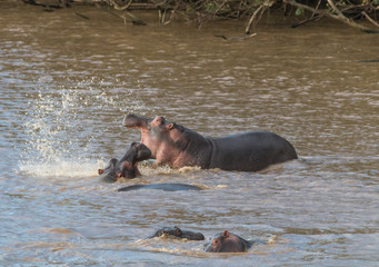 Hippopotamus in the river, South Africa