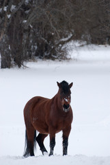 Brown horse in landscape with snow