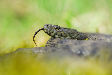 Dice snake Natrix tessellata in Czech Republic