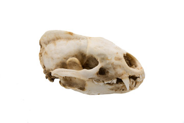 European badger, Meles meles, mammalian skull © JAH