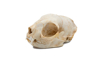 European wildcat (Felis silvestris), mammalian skull