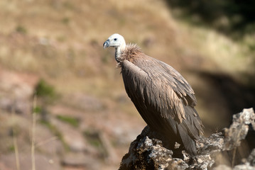 Griffon Vulture (Gyps fulvus) resting on the rock