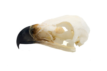 Golden Eagle (Aquila chrysaetos) Bird skull with white background
