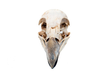 Naklejka premium Griffon Vulture (Gyps fulvus), bird skull with white background