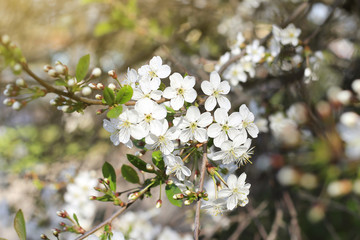 Spring cherry bloom close up, macro, blossom, blurred abstract bokeh nature backgroud
