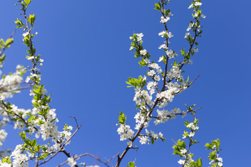 Flowers on blooming branch of cherry tree on blue sky background