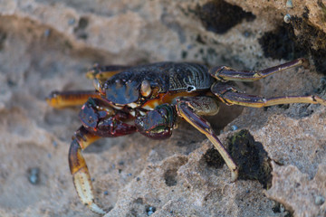 Crab on the rocks, South Africa