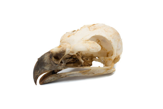 Spanish imperial eagle. Aquila adalberti, Bird skull with white background
