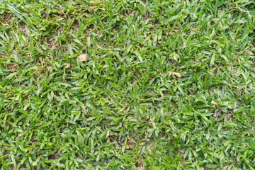 Green grass texture
