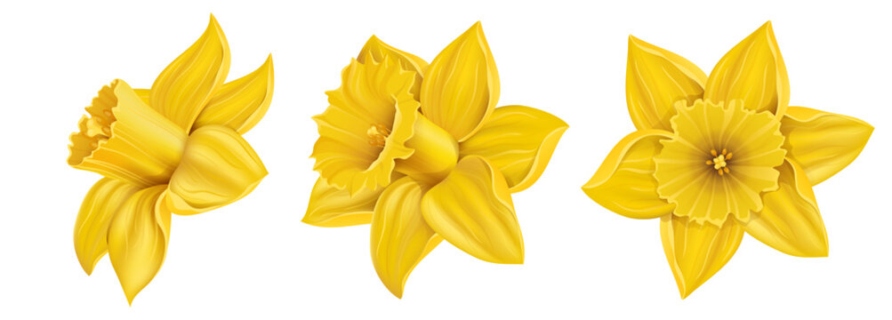 Yellow daffodil flower set for spring in different positions, isolated on white. Vector illustration with realistic flowers, for nature and Easter design
